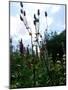 Garden Flowers-Tim Kahane-Mounted Photographic Print