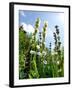 Garden Flowers-Tim Kahane-Framed Photographic Print