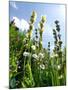 Garden Flowers-Tim Kahane-Mounted Photographic Print