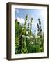 Garden Flowers-Tim Kahane-Framed Photographic Print