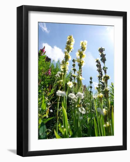 Garden Flowers-Tim Kahane-Framed Photographic Print