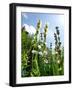 Garden Flowers-Tim Kahane-Framed Photographic Print