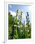 Garden Flowers-Tim Kahane-Framed Photographic Print