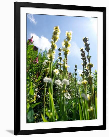 Garden Flowers-Tim Kahane-Framed Photographic Print