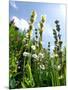 Garden Flowers-Tim Kahane-Mounted Photographic Print