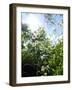 Garden Flowers-Tim Kahane-Framed Photographic Print