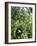 Garden Flowers-Tim Kahane-Framed Photographic Print