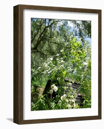 Garden Flowers-Tim Kahane-Framed Photographic Print