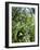 Garden Flowers-Tim Kahane-Framed Photographic Print