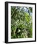 Garden Flowers-Tim Kahane-Framed Photographic Print