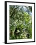 Garden Flowers-Tim Kahane-Framed Photographic Print