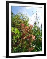 Garden Flowers-Tim Kahane-Framed Photographic Print