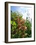 Garden Flowers-Tim Kahane-Framed Photographic Print