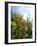 Garden Flowers-Tim Kahane-Framed Photographic Print