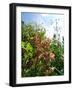 Garden Flowers-Tim Kahane-Framed Photographic Print