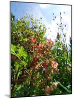 Garden Flowers-Tim Kahane-Mounted Photographic Print