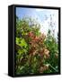 Garden Flowers-Tim Kahane-Framed Stretched Canvas