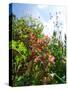 Garden Flowers-Tim Kahane-Stretched Canvas