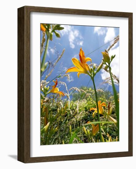 Garden Flowers-Tim Kahane-Framed Photographic Print