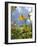 Garden Flowers-Tim Kahane-Framed Photographic Print