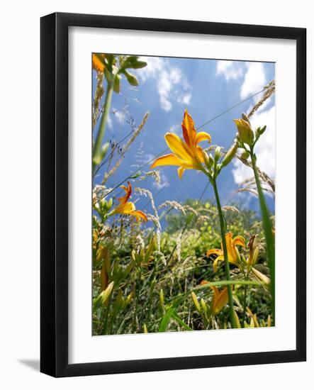 Garden Flowers-Tim Kahane-Framed Photographic Print