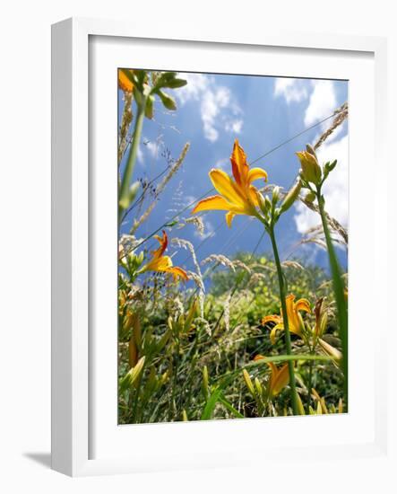 Garden Flowers-Tim Kahane-Framed Photographic Print