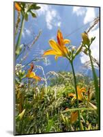 Garden Flowers-Tim Kahane-Mounted Photographic Print