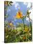 Garden Flowers-Tim Kahane-Stretched Canvas