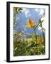 Garden Flowers-Tim Kahane-Framed Photographic Print