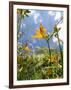 Garden Flowers-Tim Kahane-Framed Photographic Print