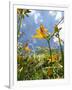 Garden Flowers-Tim Kahane-Framed Photographic Print