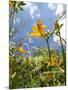 Garden Flowers-Tim Kahane-Mounted Photographic Print