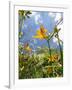 Garden Flowers-Tim Kahane-Framed Photographic Print