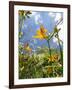 Garden Flowers-Tim Kahane-Framed Photographic Print