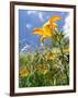 Garden Flowers-Tim Kahane-Framed Photographic Print