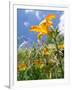 Garden Flowers-Tim Kahane-Framed Photographic Print