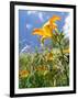 Garden Flowers-Tim Kahane-Framed Photographic Print