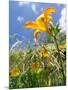 Garden Flowers-Tim Kahane-Mounted Photographic Print