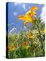 Garden Flowers-Tim Kahane-Stretched Canvas