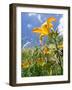 Garden Flowers-Tim Kahane-Framed Photographic Print