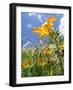 Garden Flowers-Tim Kahane-Framed Photographic Print