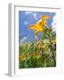 Garden Flowers-Tim Kahane-Framed Photographic Print