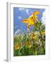 Garden Flowers-Tim Kahane-Framed Photographic Print