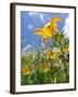 Garden Flowers-Tim Kahane-Framed Photographic Print