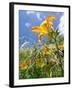 Garden Flowers-Tim Kahane-Framed Photographic Print