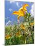 Garden Flowers-Tim Kahane-Mounted Photographic Print