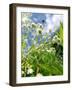 Garden Flowers-Tim Kahane-Framed Photographic Print