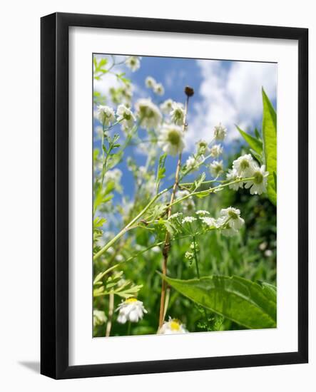 Garden Flowers-Tim Kahane-Framed Photographic Print