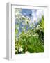 Garden Flowers-Tim Kahane-Framed Photographic Print