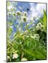 Garden Flowers-Tim Kahane-Mounted Photographic Print